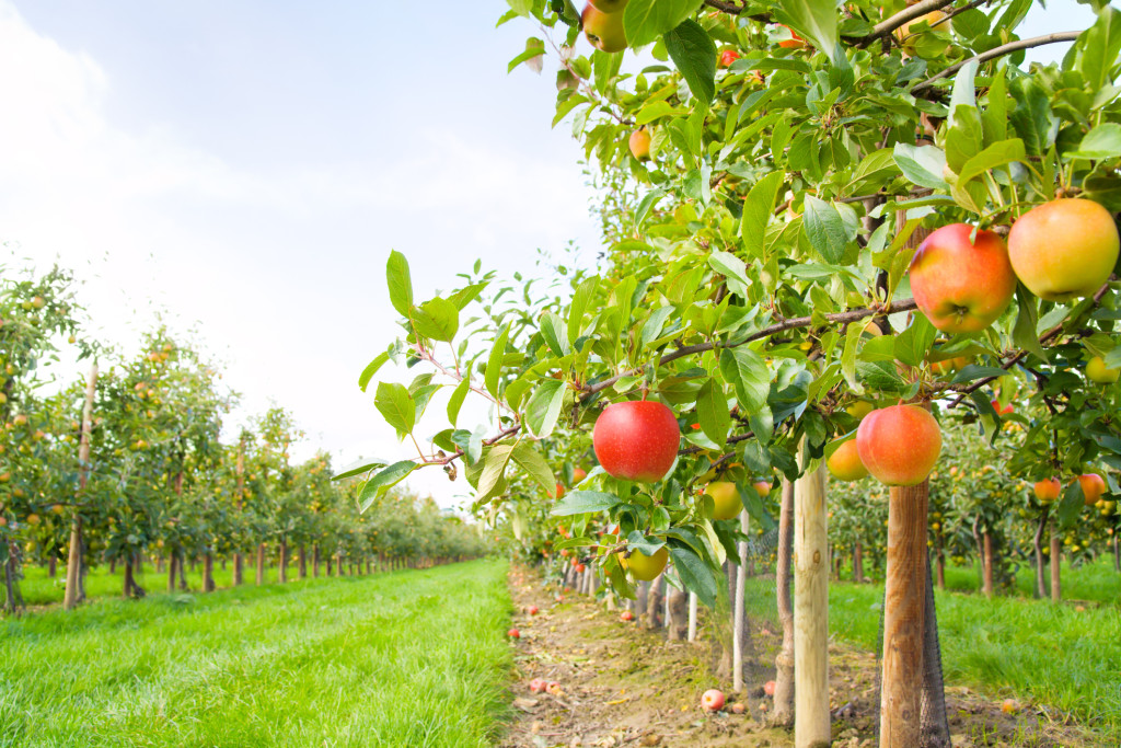 Apple Picking