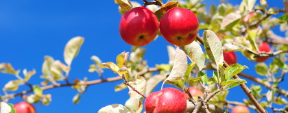 Apple Picking