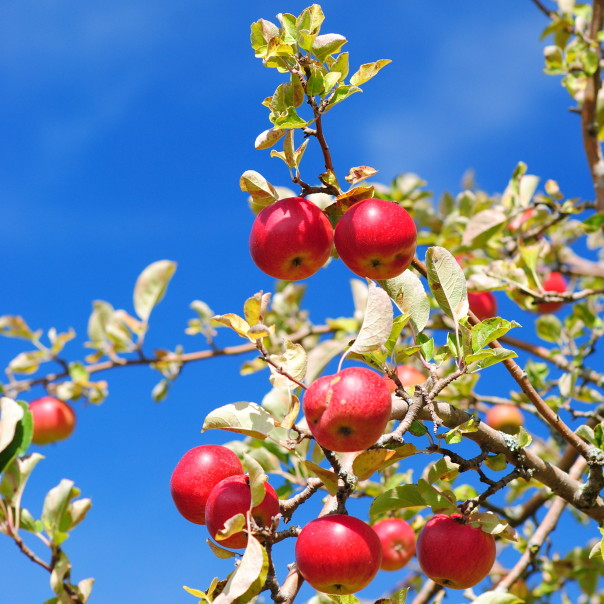 Apple Picking