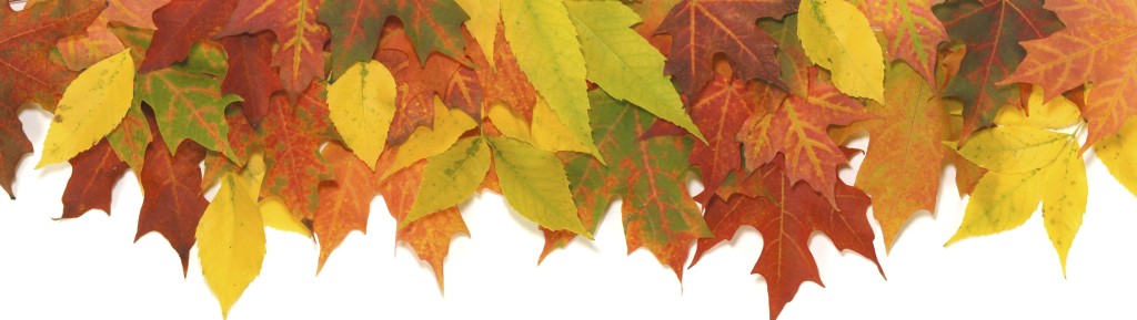 Autumn Leaf Background