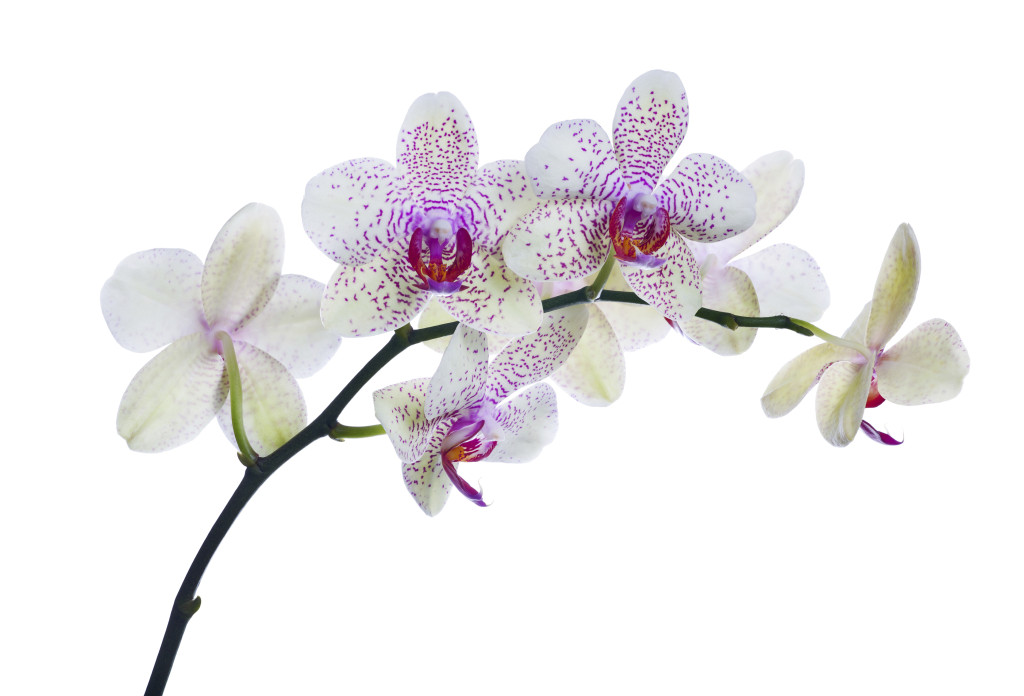 light color orchid flowers in pink spots isolated on white