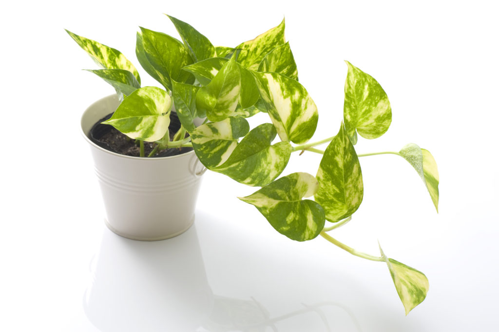 Pothos potted on a white background