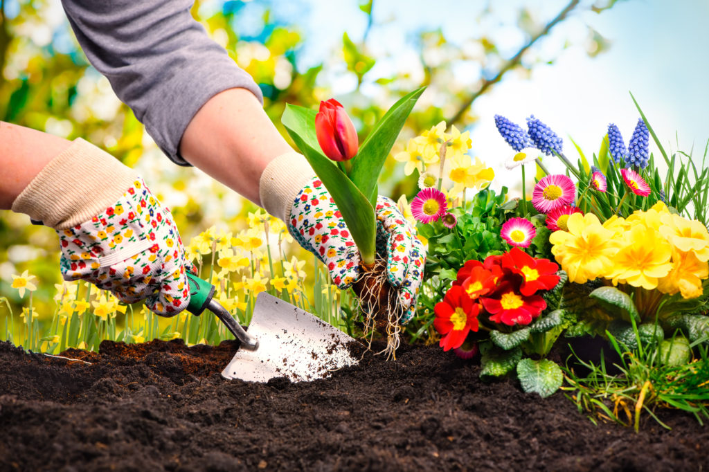 Gardeners hands planting flowers at back yard