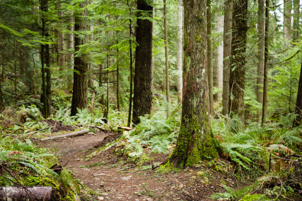 A hiking trail in the Cascade Mountains