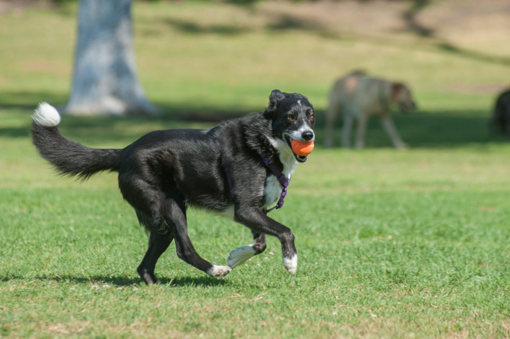 Border Collie running forward at dog park with ball in mouth.