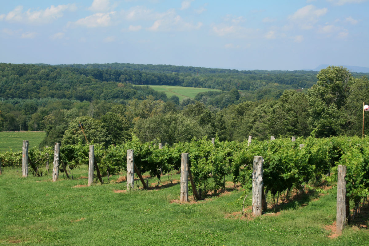 Winery Vineyard