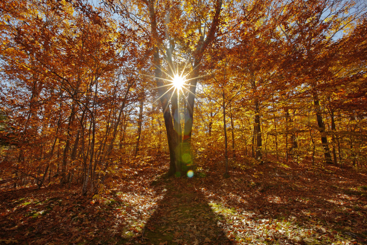 Sunlight shinning through colorful autumn foliage.