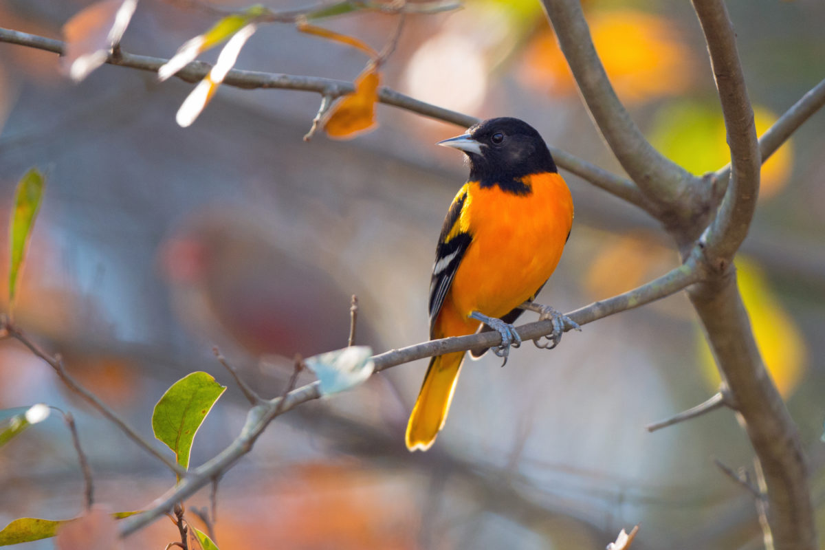 Baltimore Oriole perching in a tree in late fall.