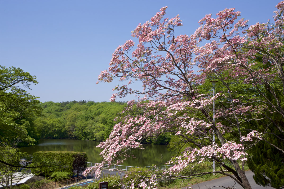 Beautiful dogwood flower in the Japanese forest park.