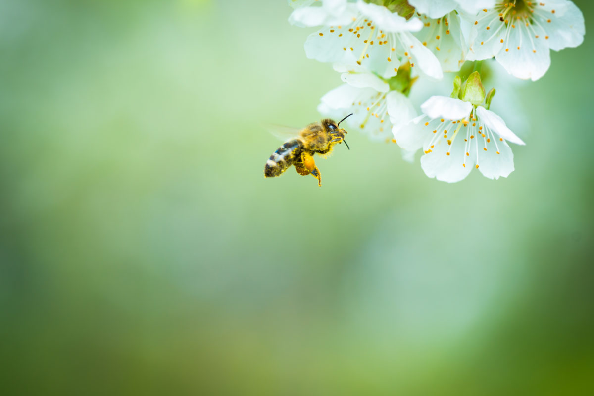 Honey bee in flight approaching blossoming cherry tree