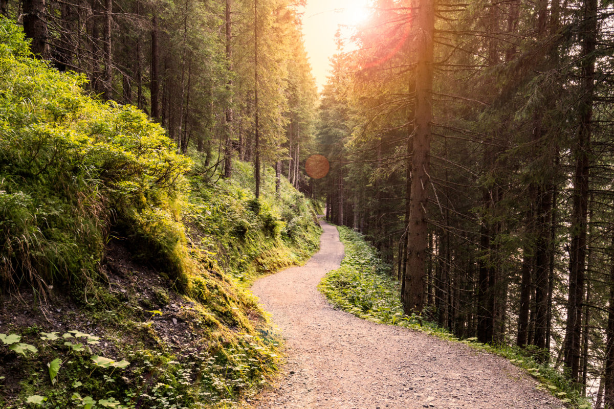 Forest Road Under Sunset Sunbeams.