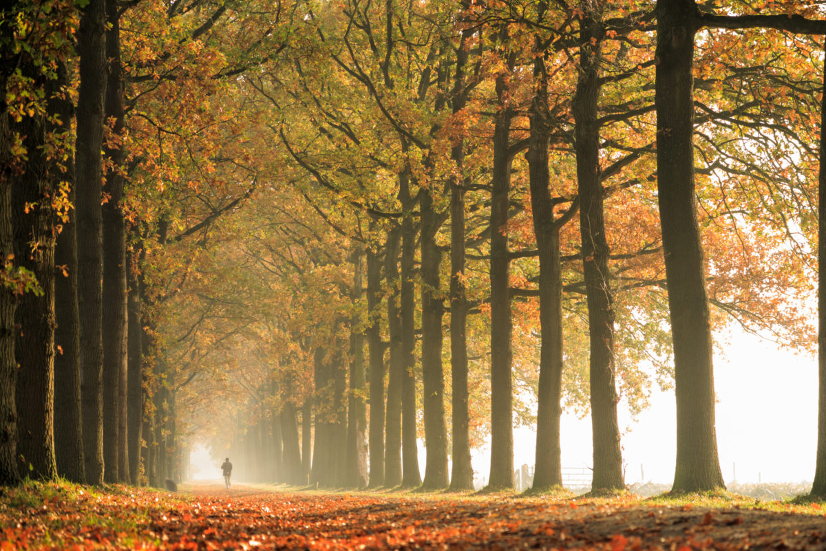 Nature: Autumn Forest