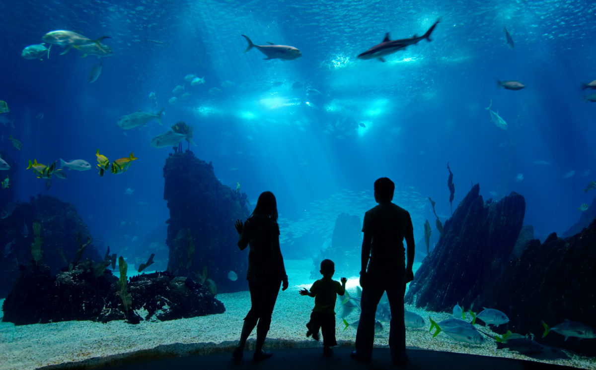 Underwater family. Silhouettes of young family of three enjoying views of underwater life. Family having free time in Oceanarium.